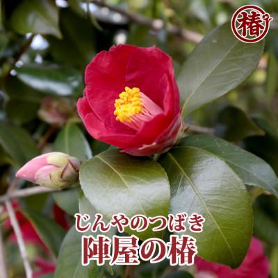 ふるさと納税 稲沢市 関ヶ原のヤブ椿「陣屋の椿-じんやのつばき-」接木18cmポット苗