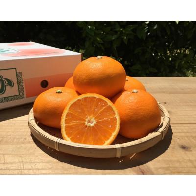 ふるさと納税 湯浅町 和歌山県産 せとか 2.5kg 秀品