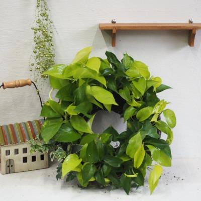 ふるさと納税 朝倉市 ポトスのサークルハンキング