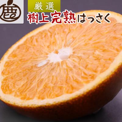 ふるさと納税 那智勝浦町 厳選 樹上完熟はっさく5kg+250g(傷み補償分)[有田の春みかん・五月八朔・木生りはっさく]