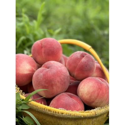 ふるさと納税 中央市 フルーツ大国山梨の桃!!約3kg(8〜9玉)