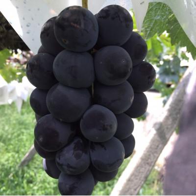 ふるさと納税 中央市 ぶどうの宝石!山梨県産ピオーネ約1.8kg(2〜3房)