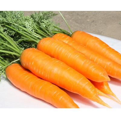 ふるさと納税 足利市 渡良瀬川の恵みを受けて育った あしかが美人にんじん 10kg