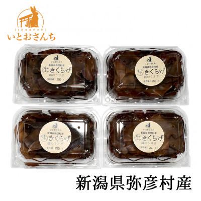 ふるさと納税 弥彦村 新潟県弥彦村産 越のうさぎ 生きくらげ(250g×4パック)