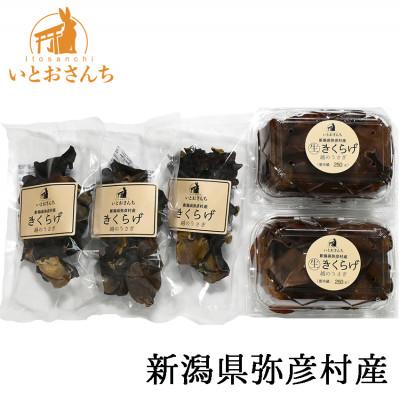 ふるさと納税 弥彦村 新潟県弥彦村産 越のうさぎ 生きくらげ250g×2、乾燥きくらげ25g×3 詰め合せセット