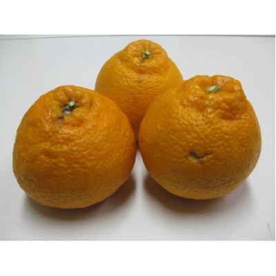 ふるさと納税 さぬき市 訳ありしらぬひ 約3kg