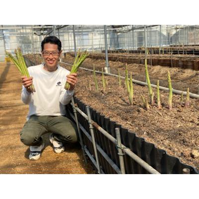 ふるさと納税 さぬき市 カトちゃん農園の極太アスパラガス(さぬきのめざめロング)春芽1kg