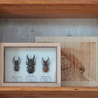 ふるさと納税 府中市 [数量限定]匠の昆虫標本桐箪笥「クワガタ3種」