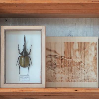 ふるさと納税 府中市 [数量限定]匠の昆虫標本桐箪笥「ヘラクレスオオカブト」