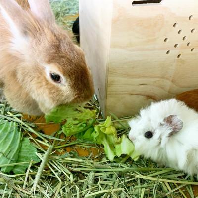 ふるさと納税 石岡市 ダチョウ王国入園チケット (入園券大人2枚・小人2枚) |  | 01