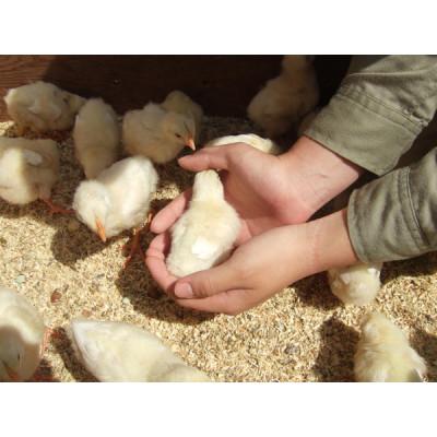ふるさと納税 石岡市 ダチョウ王国入園チケット (入園券大人2枚・小人2枚) |  | 02