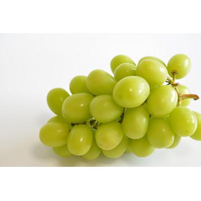 ふるさと納税 南島原市 [南島原産]シャインマスカット2kg (3〜5房)