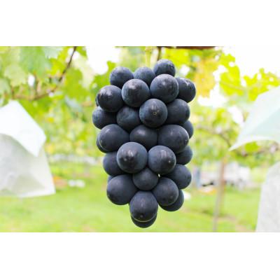 ふるさと納税 南島原市 [南島原産]ぶどう ブラックビート・巨峰・ピオーネのいずれかを合計2kg!