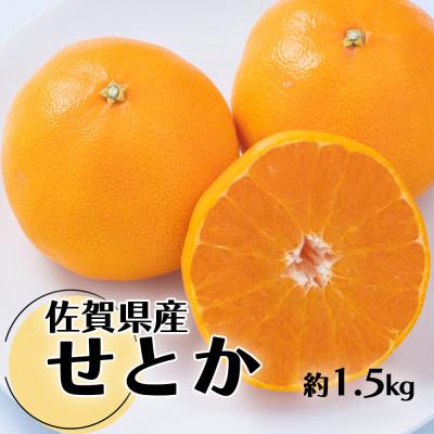 ふるさと納税 多久市 [2026年発送先行受付]佐賀産かんきつ・せとか 約1.5kg箱(4-7玉)(多久市)