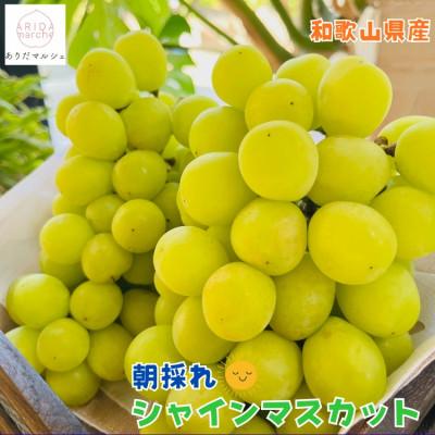 ふるさと納税 有田川町 [先行受付・2026年発送]農園直送 朝採れ シャインマスカット 約3kg