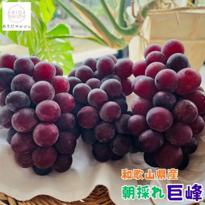 ふるさと納税 有田川町 [先行受付・2026年発送]農園直送 朝採り 巨峰 約3kg