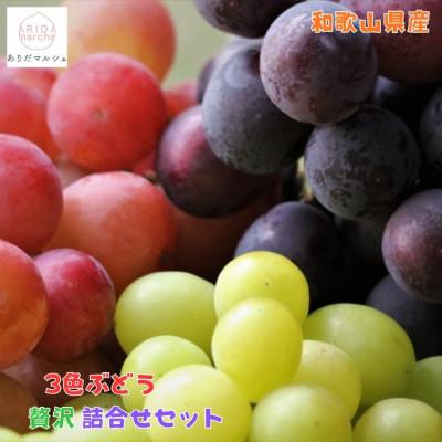 ふるさと納税 有田川町 [先行受付・2026年発送]農園直送 3色ぶどう詰め合わせ贅沢セット 約3kg入り