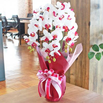 ふるさと納税 川越市 胡蝶蘭 造花 シルクフラワーの胡蝶蘭の鉢植え 3本立 光触媒 ホワイトオーキッド