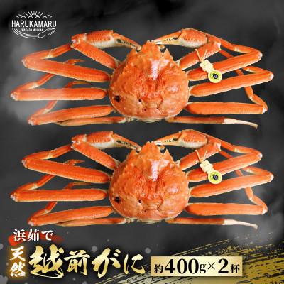 ふるさと納税 美浜町 [順次発送][カニスプーン付き]越前がに[約400g×2杯]茹でたてを冷蔵便でお届け!