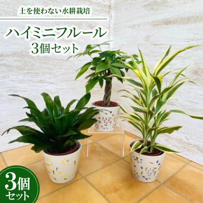 ふるさと納税 岡崎市 ハイミニフルール 3個セット[オススメ観葉植物でお届け]