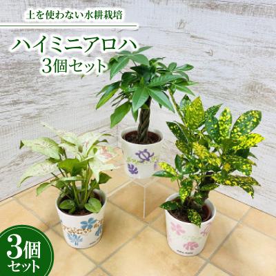 ふるさと納税 岡崎市 ハイミニアロハ 3個セット[オススメ観葉植物でお届け]