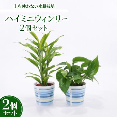 ふるさと納税 岡崎市 ハイミニウィンリー2個セット [オススメ観葉植物でお届け]
