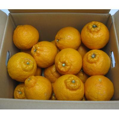 ふるさと納税 東かがわ市 ご家庭用しらぬひ 約3kg