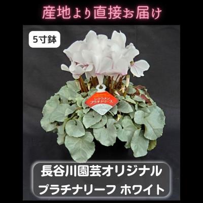 ふるさと納税 北茨城市 [長谷川園芸オリジナル品種]北茨城産 シクラメン プラチナリーフ 5寸 ホワイト ※11〜12月出荷