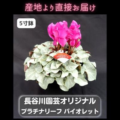 ふるさと納税 北茨城市 [長谷川園芸オリジナル品種]北茨城産シクラメンプラチナリーフ 5寸 バイオレット ※11〜12月出荷