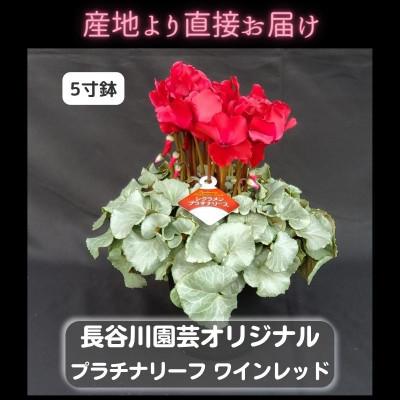 ふるさと納税 北茨城市 [長谷川園芸オリジナル品種]北茨城産 シクラメンプラチナリーフ 5寸 ワインレッド※11〜12月出荷