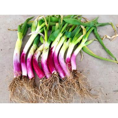 ふるさと納税 須賀川市 阿部農縁 明治から守る伝統野菜「曲がりネギ 赤」3kg