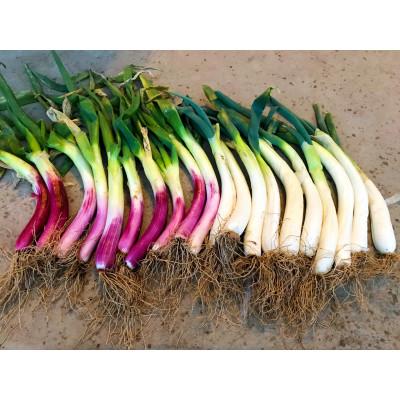 ふるさと納税 須賀川市 阿部農縁 明治から守る伝統野菜「曲がりネギ 紅白セット」3kg