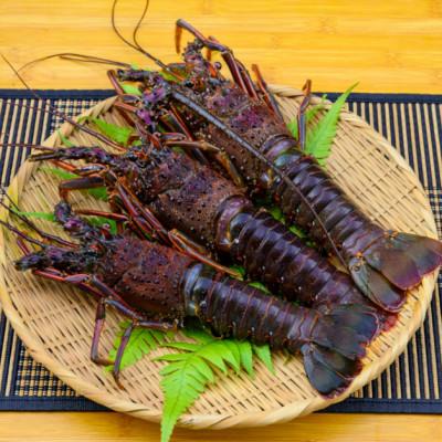 ふるさと納税 紀北町 バタバタしたら角と足がとれちゃいました　活冷伊勢えび 約1kg〈訳あり(不揃い)〉【CC21】 |  | 01