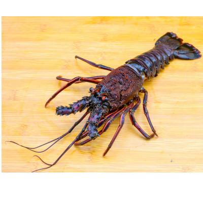 ふるさと納税 紀北町 バタバタしたら角と足がとれちゃいました　活冷伊勢えび 約1kg〈訳あり(不揃い)〉【CC21】 |  | 02