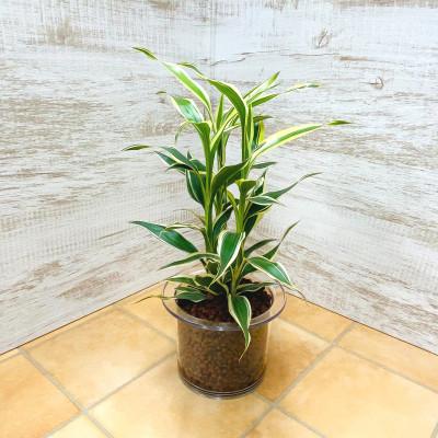 ふるさと納税 岡崎市 クリア150 ハイドロコーン植え サンデリアーナホワイト