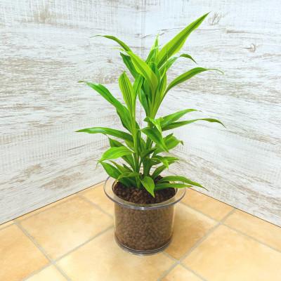ふるさと納税 岡崎市 クリア150 ハイドロコーン植え サンデリアーナイエロー