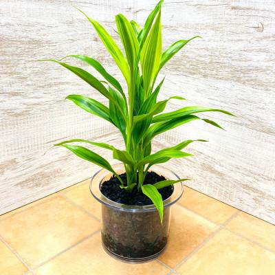 ふるさと納税 岡崎市 クリア150 炭植え サンデリアーナイエロー