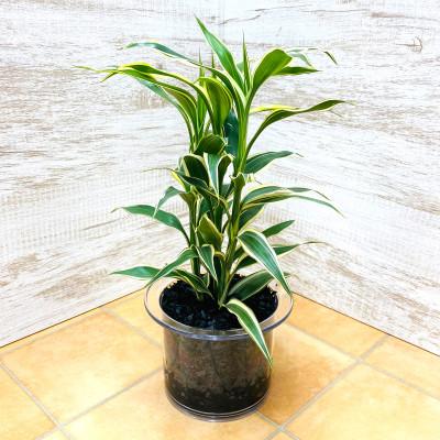 ふるさと納税 岡崎市 クリア150 炭植え サンデリアーナホワイト