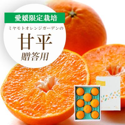 ふるさと納税 八幡浜市 [先行受付]愛媛限定栽培柑橘 甘平(かんぺい) ギフトボックス入り[E25-99]