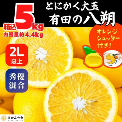 ふるさと納税 有田川町 八朔 大玉 箱込5kg(内容量約4.4kg) 2Lサイズ以上 秀優品混合 どっこいしょ 和歌山県産
