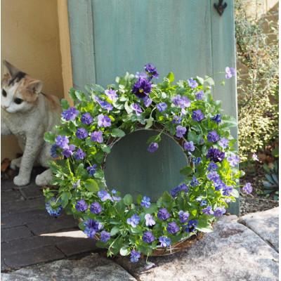 ふるさと納税 朝倉市 ビオラ・パンジーサークル35cm青系