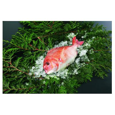 ふるさと納税 伊予市 愛媛県産養殖真鯛フィレ2枚(お頭付き冷凍)