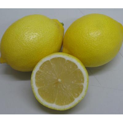 ふるさと納税 土庄町 レモン 約3kg