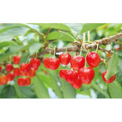 ふるさと納税 山辺町 《先行受付》2027年 山形県産 紅さやか バラ詰(パック)1kg |  | 01