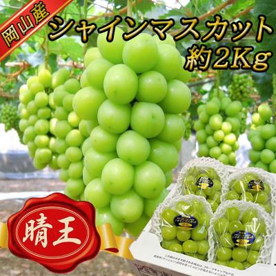 ふるさと納税 浅口市 岡山名産[晴王]シャインマスカット2kg!2026年8月下旬以降順次発送 ギフトにも!