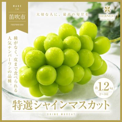 ふるさと納税 笛吹市 [先行受付]山梨県笛吹市産 旬の採れたてシャインマスカット 特選 約1.2kg 2房〜3房