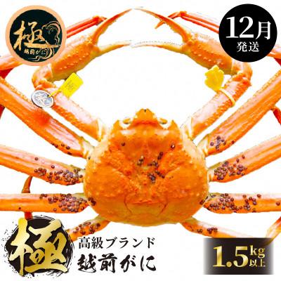 ふるさと納税 越前町 ≪浜茹で≫ 越前がに 極 × 1杯[12月発送分]
