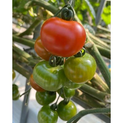 ふるさと納税 東かがわ市 はなまる農園のこだわりミニトマト 1.2キロ