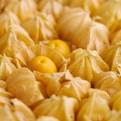 ふるさと納税 日高町 [先行受付]フルーツほおずき 500g