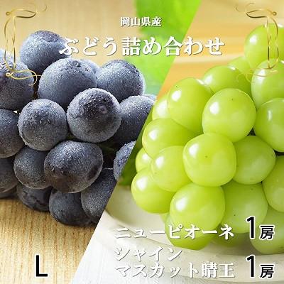 ふるさと納税 浅口市 [2026年8月下旬より順次発送]岡山県産 シャインマスカット 晴王・ニューピオーネ Lサイズ詰合せ